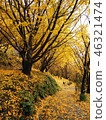 Ginkgo biloba 46321474