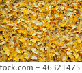 Gingko pattern 46321475