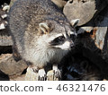 raccoon  46321476