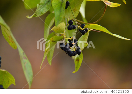 Black fruit of Aotsutsu Rafuji 46321500