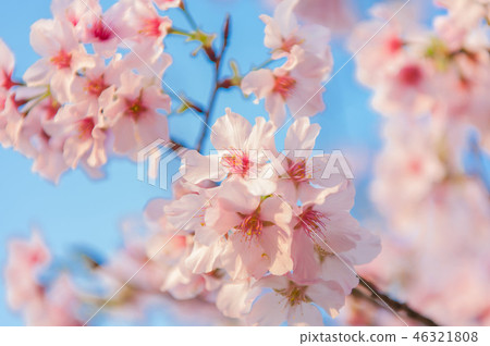 春天開花櫻花在藍天下 46321808
