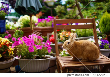 Rabbits and flowers 46322049
