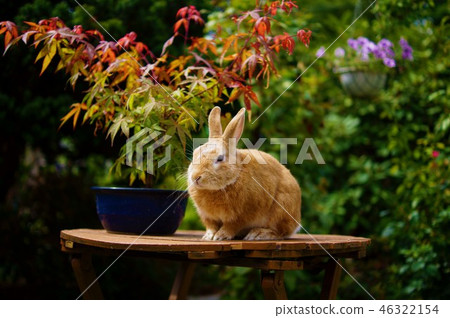 Rabbit Rabbit 46322154