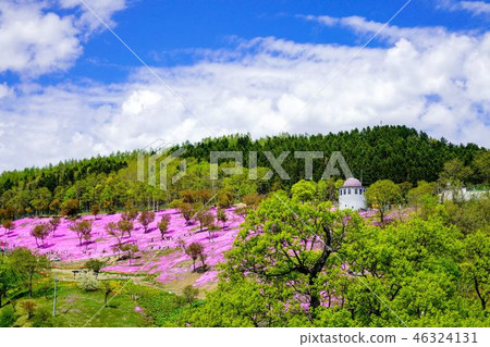 Shiba Zakura Park 46324131