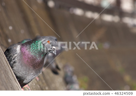 Pigeons resting on the riverbed wall 46324509