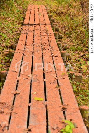 有下落的落葉松屬的木板走道 46324570