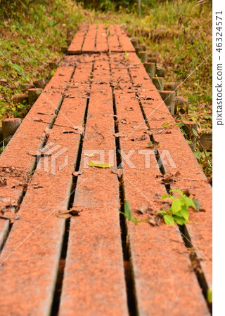 有下落的落葉松屬的木板走道 46324571