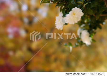 茶花 茶花 46324573