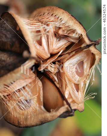 Uba Lily的種子 46324574