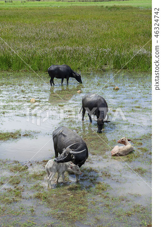 Water buffalo in the area of Wildlife Water buffalo in the area of Wildlife 46324742