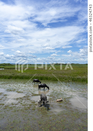 Water buffalo in the area of Wildlife 46324743