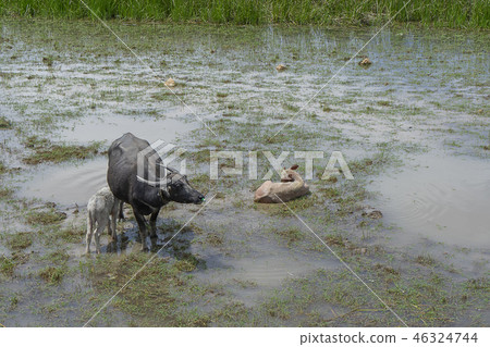 Water buffalo in the area of Wildlife Water buffalo in the area of Wildlife 46324744