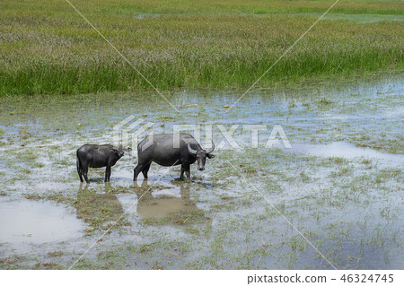 Water buffalo in the area of Wildlife Water buffalo in the area of Wildlife 46324745