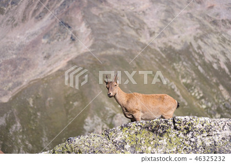 Young female alpine Capra ibex looking at the camera and standing on the high rocks stone in Dombay Young female alpine Capra ibex looking at the camera and standing on the high rocks stone in Dombay 46325232