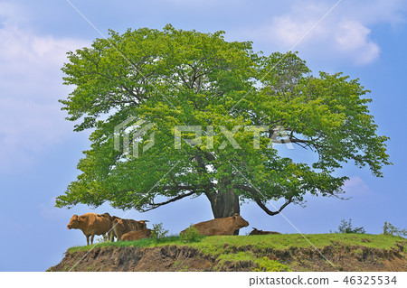 牛在放牧 46325534