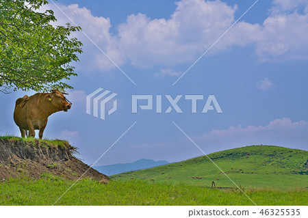 牛在放牧 46325535