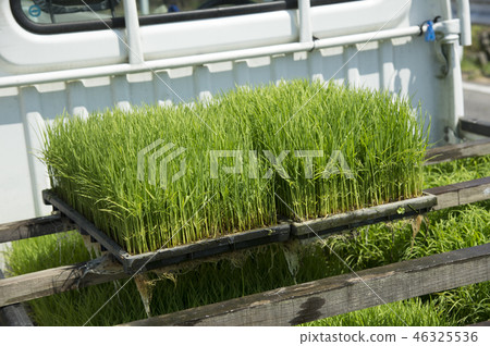 水稻種植 46325536