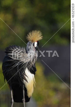 White-crowned crane 46325919