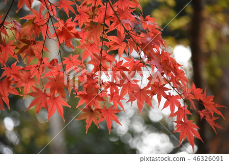 Autumn leaves - Stock Photo [46326091] - PIXTA