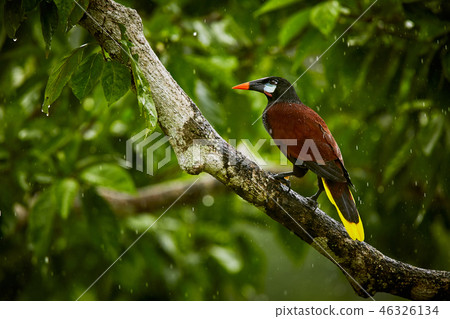 Montezuma Oropendola, Psarocolius montezuma Montezuma Oropendola, Psarocolius montezuma 46326134