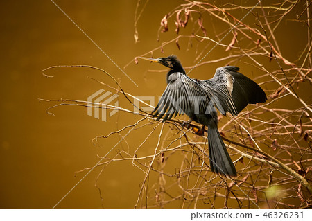 An Anhinga (Anhinga anhinga) drying off in the sun An Anhinga (Anhinga anhinga) drying off in the sun 46326231