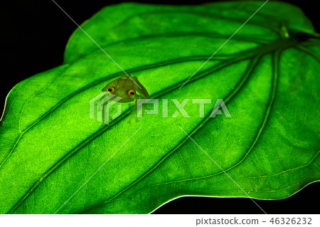 Fleischmann's glass frog, Hyalinobatrachium 46326232