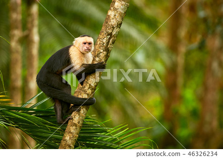 White-headed Capuchin,black monkey sitting on tree White-headed Capuchin,black monkey sitting on tree 46326234