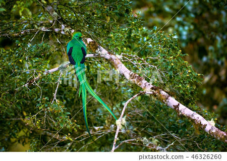Resplendent Quetzal, Pharomachrus mocinno Resplendent Quetzal, Pharomachrus mocinno 46326260