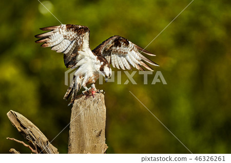 Wild Osprey, Pandion haliaetus. Bird of prey Wild Osprey, Pandion haliaetus. Bird of prey 46326261