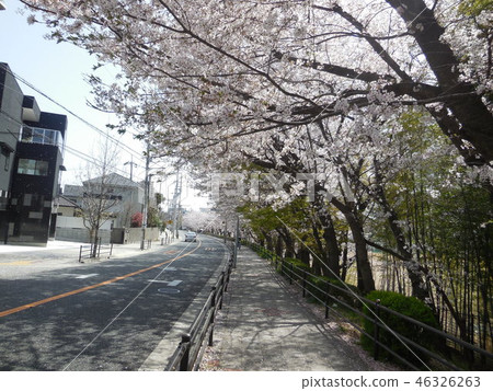 櫻花 櫻花 46326263