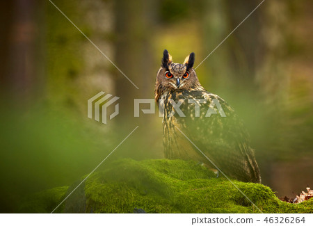 Eurasian eagle owl, Bubo bubo, siting on the rock Eurasian eagle owl, Bubo bubo, siting on the rock 46326264
