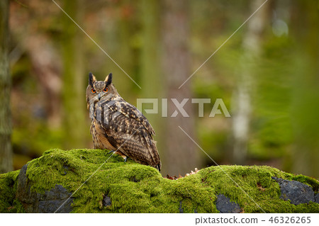 Eurasian eagle owl, Bubo bubo, siting on the rock 46326265