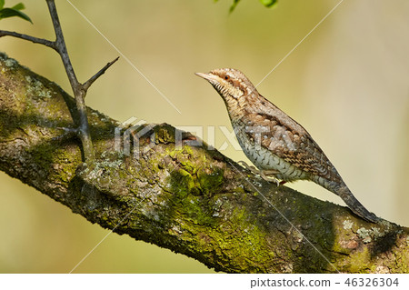 Eurasian Wryneck, Jynx torquilla 46326304