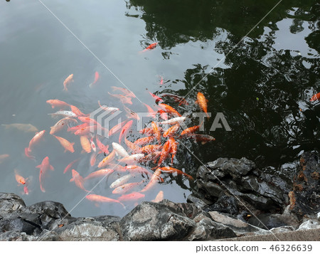 Chinese carp in a pond 46326639