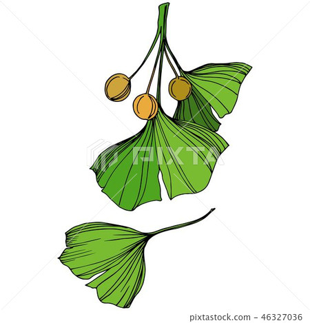 Vector Isolated ginkgo illustration element. Green leaf. Plant botanical garden floral foliage 46327036