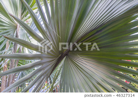 Palm leaf Palm leaf 46327314