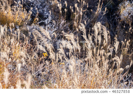 Japan Kyushu Aso Volcano Miscanthus Kumamoto aso mountain volcano 46327858