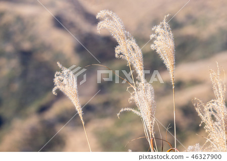 日本 九州 阿蘇 火山 芒草 熊本 aso mountain volcano 46327900
