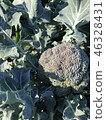 broccoli 46328431