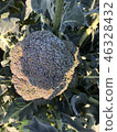 broccoli 46328432