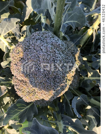 broccoli 46328432
