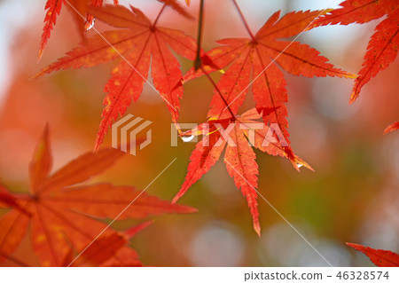 Autumn leaves and rain 46328574