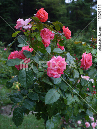 Rose bush, pink in different shades. Beautiful and Rose bush, pink in different shades. Beautiful and 46329333