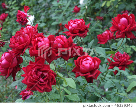Flowers of roses are of colossal size and brightly Flowers of roses are of colossal size and brightly 46329343