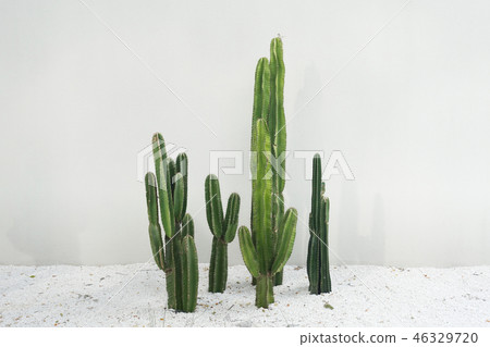 Cactus real plants set with white rocks floor in desert isolated 46329720