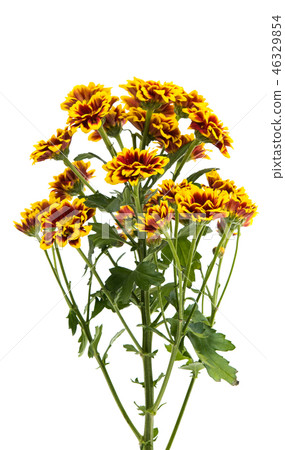 chrysanthemum isolated chrysanthemum isolated 46329854