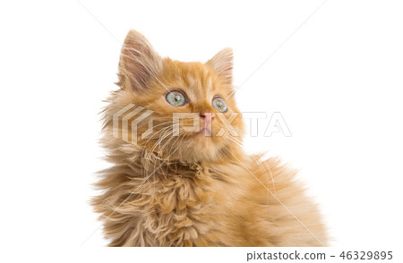 red kitten isolated red kitten isolated 46329895