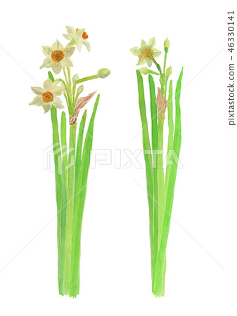 Narcissus Tazetta Var Chinensis Japanese Stock Illustration 46330141 Pixta