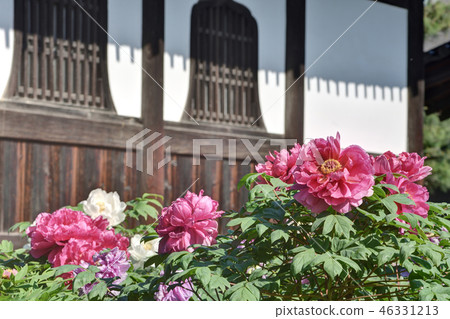 Keninji按鈕 46331213