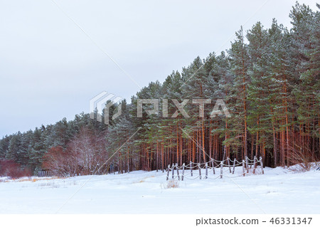 Winter snowy pine forest Narva Bay. Narva-Joesuu 46331347
